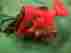 M1y-du03-185 40702 Harbor Freight 7-1 4 Circular Saw 500 Rpm Motor Only