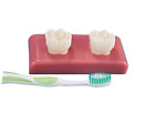 4071910 Practicon Large Sealant Demonstrator 723896001776
