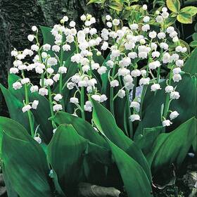 Spring Hill Nurseries 192665220579 Lily Of Valley Flowering Shade Loving Groundcover Dormant Bare Roots 3-pack