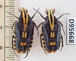 D95668. Insects, Cetoniidae Sp. Vietnam Central. Nice!!!!!. Fixed Price $7.00.