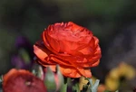 Ranunculus Red Shades 25 Jumbo Flowering Bulbs, Spring Color From Hpn. Fixed Price $21.95.