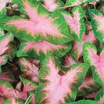 5 - Shade Loving Kathleen Caladium Bulbs Spring Shipping Heart Shaped Leaves. Fixed Price $19.95.