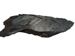 Big Board Slab Lumber, Bog Oak ,morta Wood ,black (19.29" X 5.91" 1.18"IN). Fixed Price $99.00.