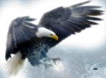 Rogue River Tactical American Bald Eagle Flying Kitchen Glass Cutting Board P.... Fixed Price $30.99.